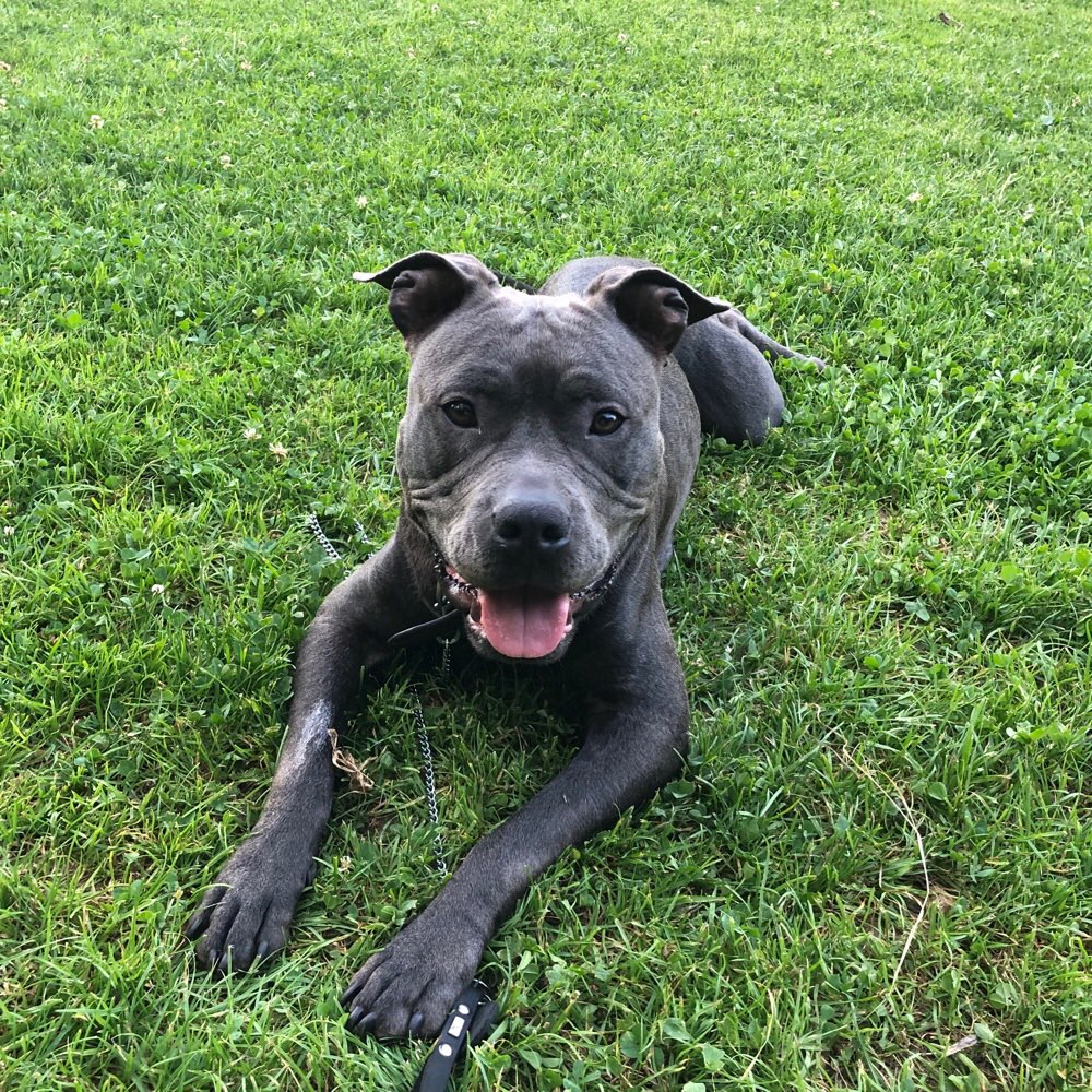 Hundetreffen-Hundefreunde zum spielen-Profilbild