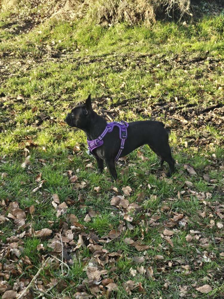 Hundetreffen-Spiel - oder Gassirunde-Profilbild