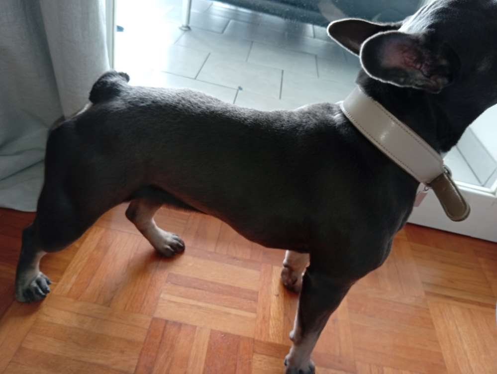 Hundetreffen-Amy sucht Freunde am liebsten französische Bulldoggen-Profilbild