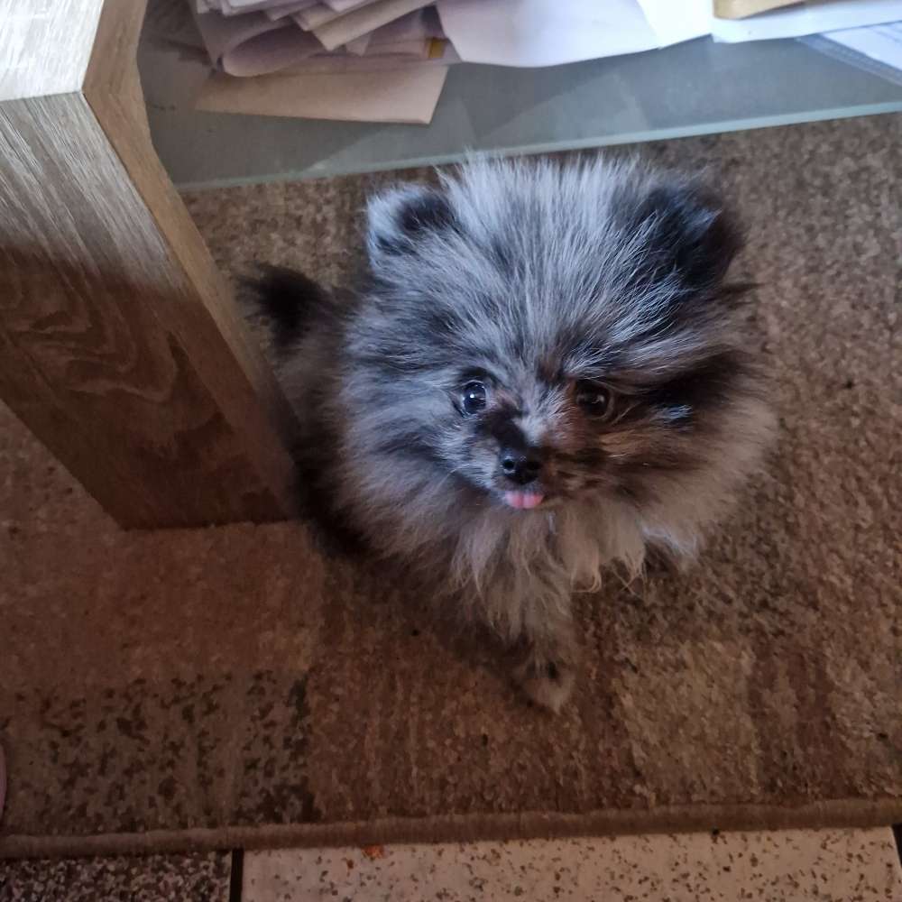 Hundetreffen-Welpentreffen-Profilbild