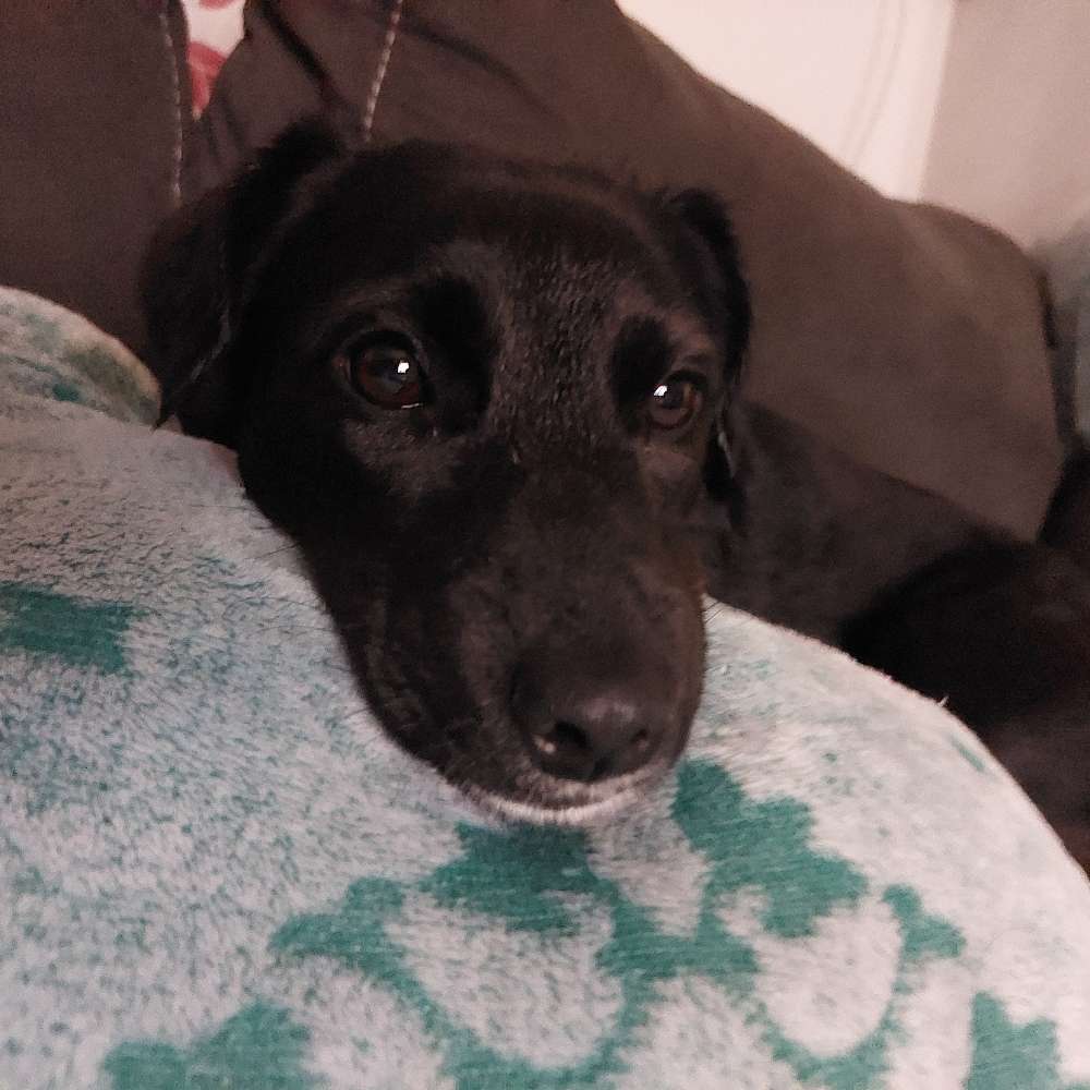 Hundetreffen-Gassi gehen und spielen-Profilbild