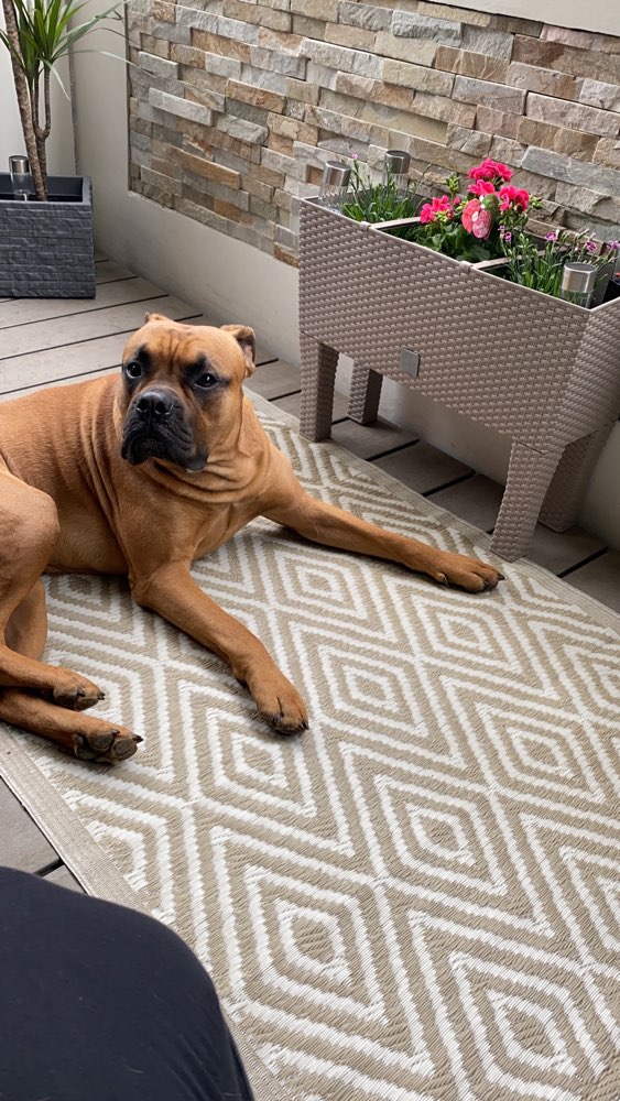 Hundetreffen-Spielfreundin gesucht-Profilbild