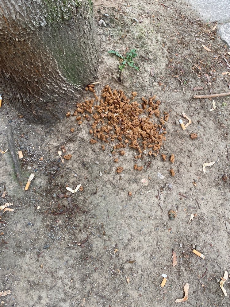 Giftköder-Brotkrumen oder Fleischreste-Profilbild