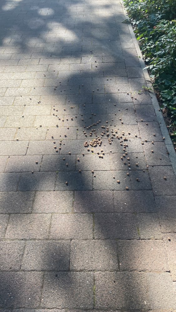 Giftköder-Leckerlies-Profilbild