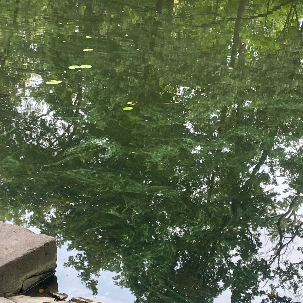 Giftköder-Blaualgen auf der Oberhavel-Profilbild