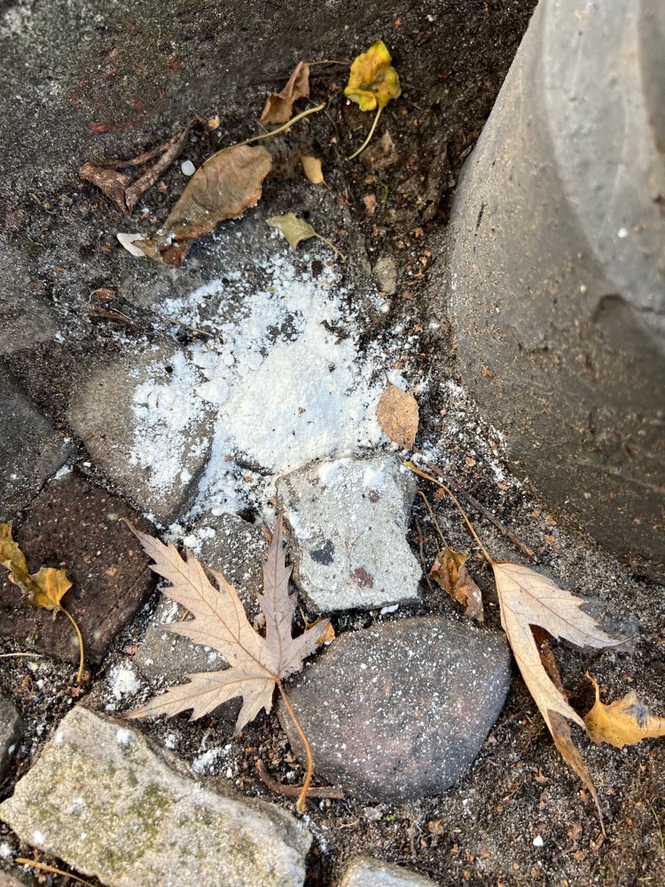 Giftköder-Weißes Pulver-Profilbild