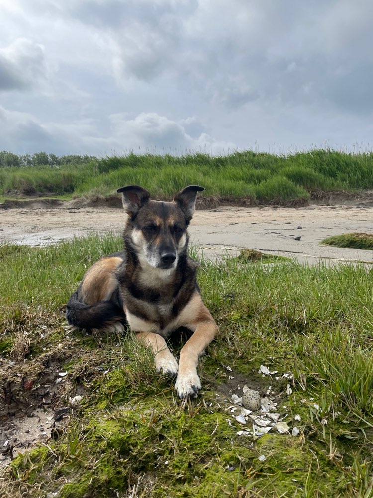 Hundetreffen-Social Walk für souveräne Hunde-Profilbild