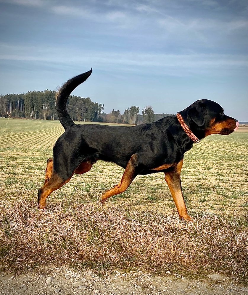 Hundetreffen-Leinenloser Gassigang in und um Königsbrunn-Profilbild