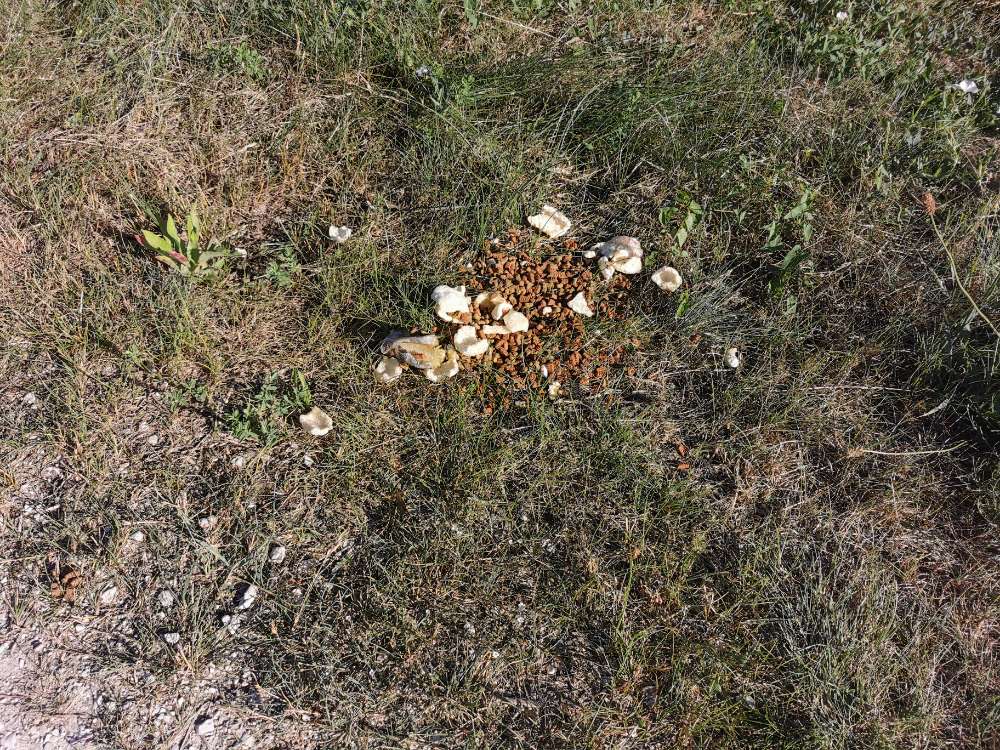 Giftköder-Verdorbener Fisch mit Trockenfutter-Profilbild