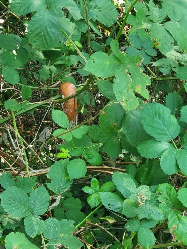 Giftköder-Giftköder am Bottlochsee in Frauenweiler-Profilbild
