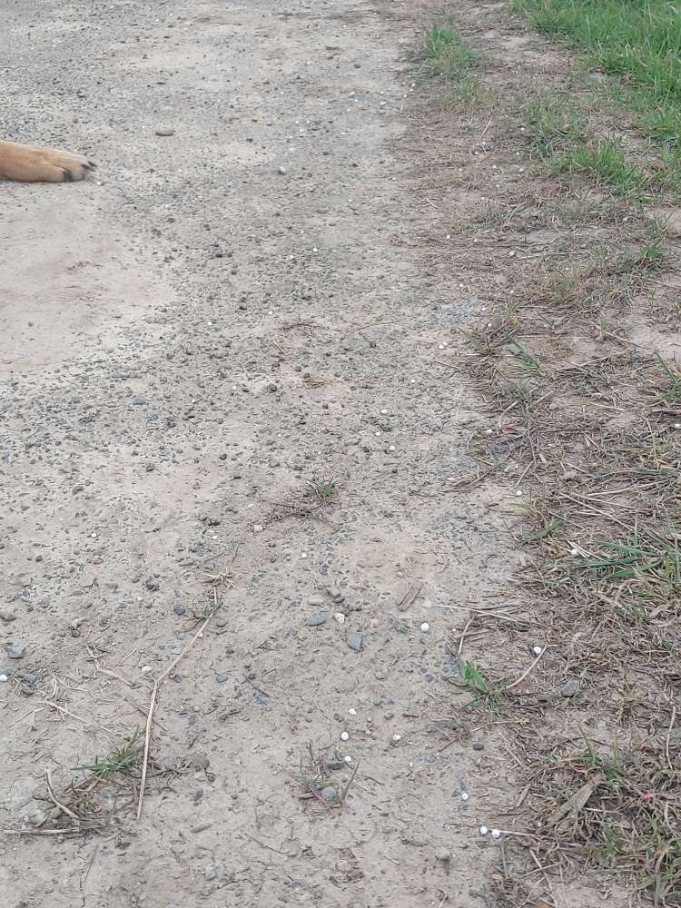 Giftköder-Weiße kleine Körner liegen auf dem Weg-Profilbild