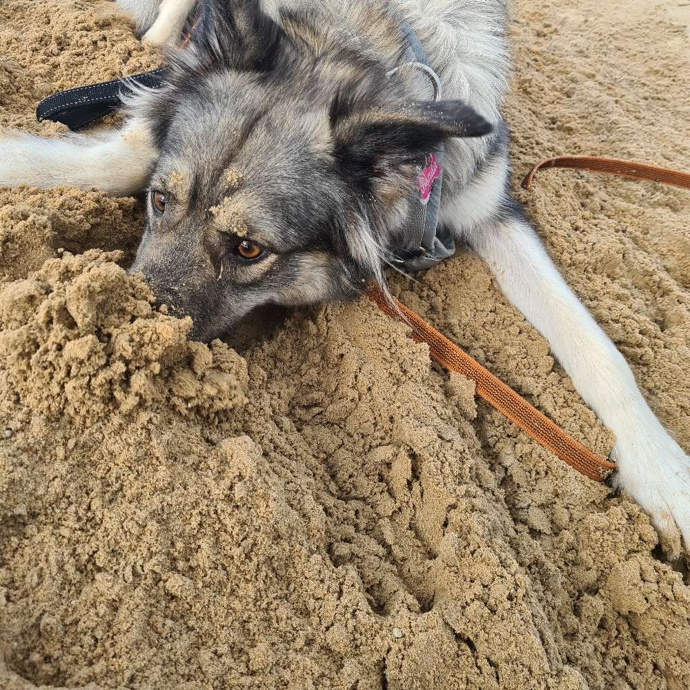 Hundetreffen-Gemeinsame spaziergänge-Profilbild