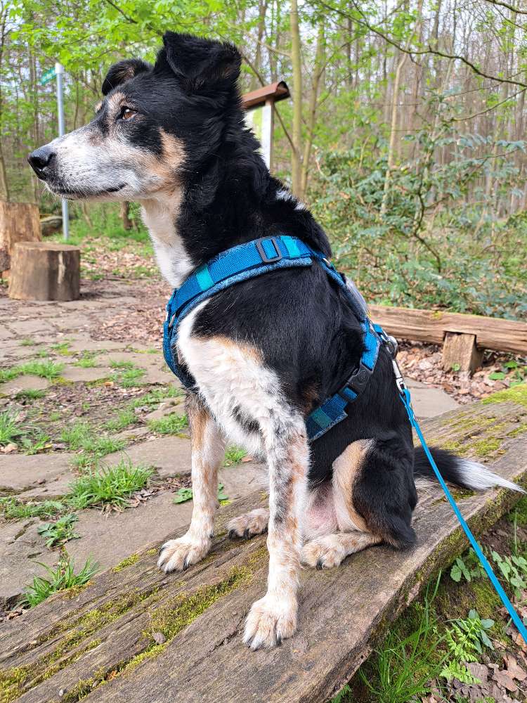 Hundetreffen-Roya sucht souveräne, fröhliche Hundekumpel und -kumpelinen ;-)-Profilbild