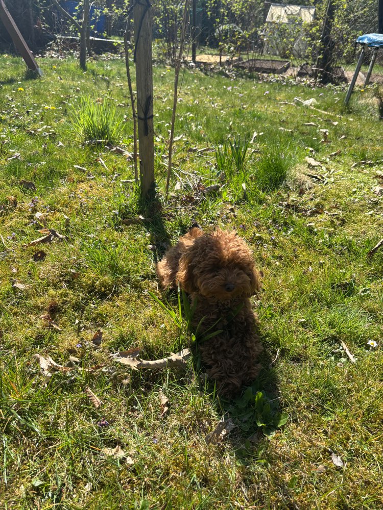 Hundetreffen-Junghund Pudeltreff-Profilbild