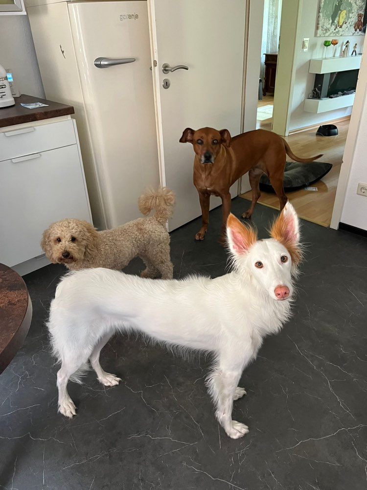 Hundetreffen-Neuzugang in Schönhagen-Profilbild