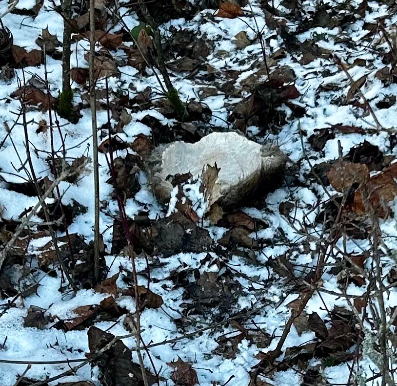Giftköder-Tierüberreste-Profilbild
