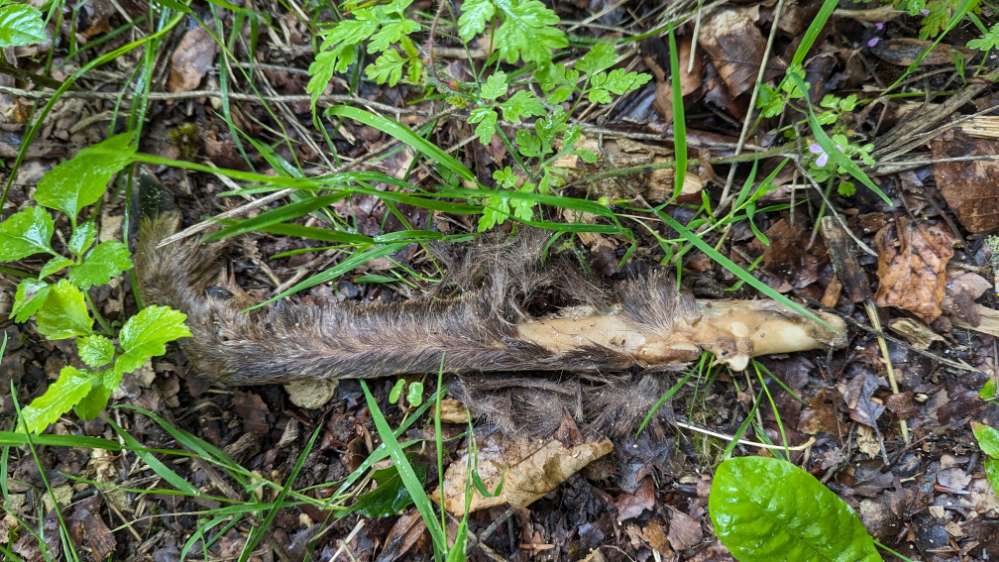 Giftköder-Tierische überreste-Profilbild