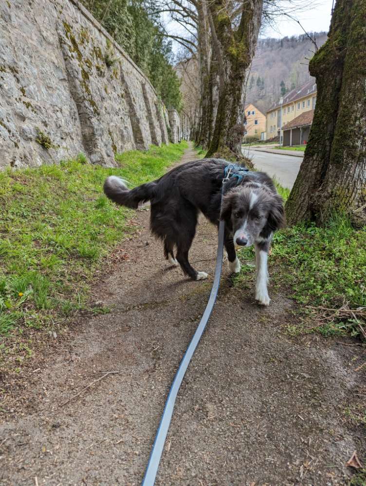 Hundetreffen-Hundebegegnung trainieren (ohne Kontakt!)-Profilbild