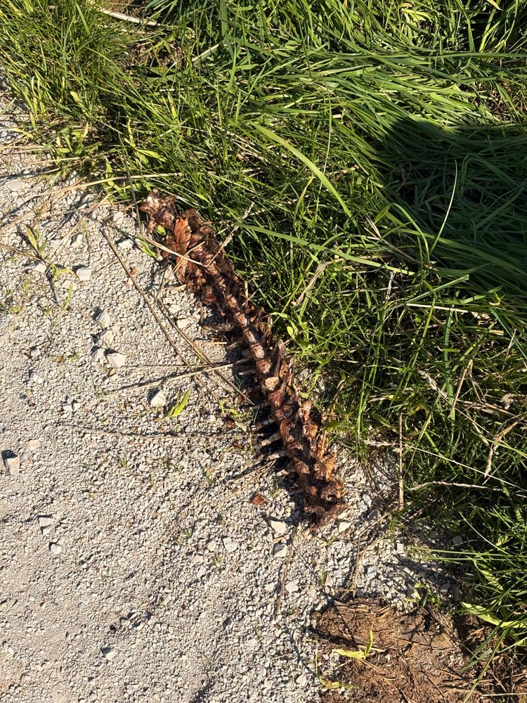 Giftköder-Tierische Überreste-Profilbild