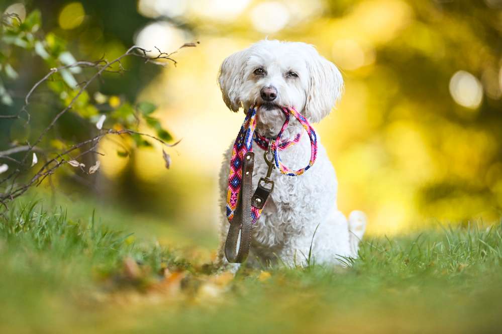 Hundetreffen-Gemeinsame Spaziergänge-Profilbild