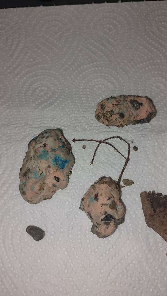 Giftköder-Rattengiftköder-Profilbild