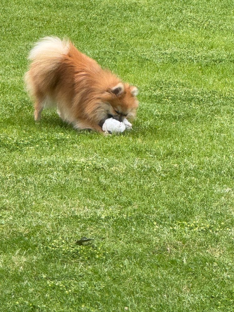 Hundetreffen-Treffen für kleine Hunde (Erkelenz Hundewiese)-Profilbild