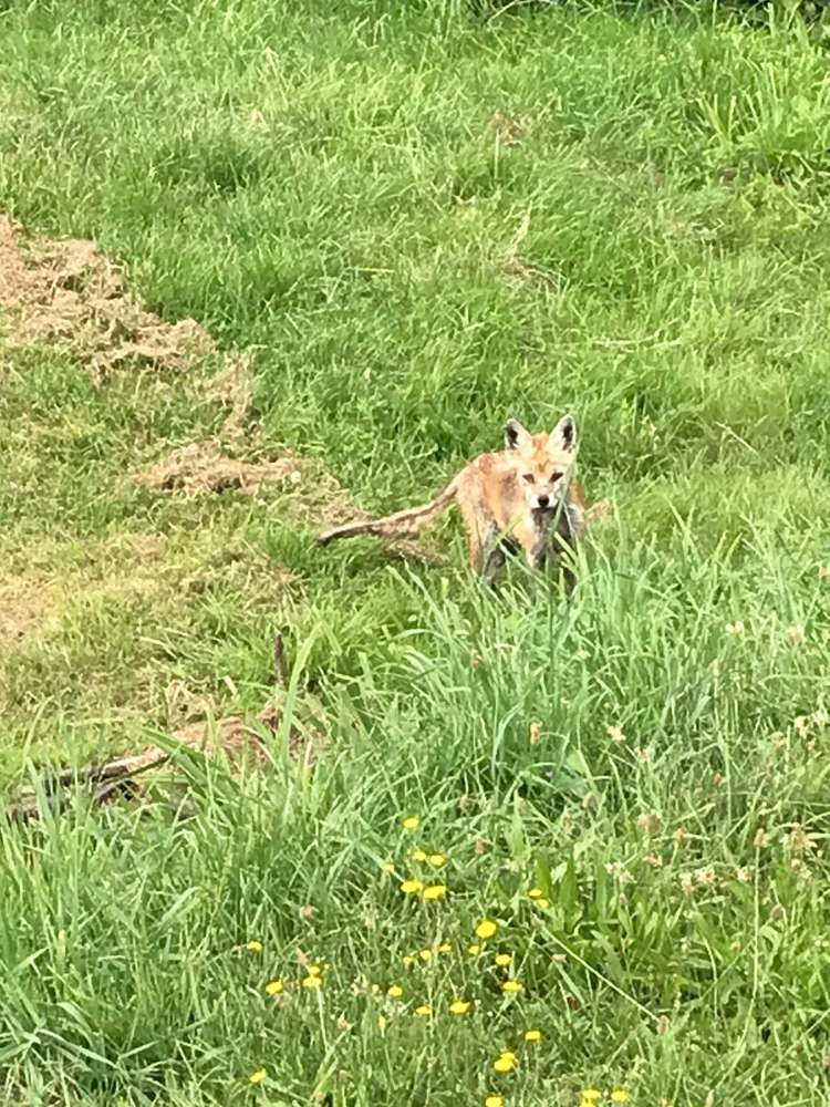 Giftköder-Räudiger Fuchs-Profilbild