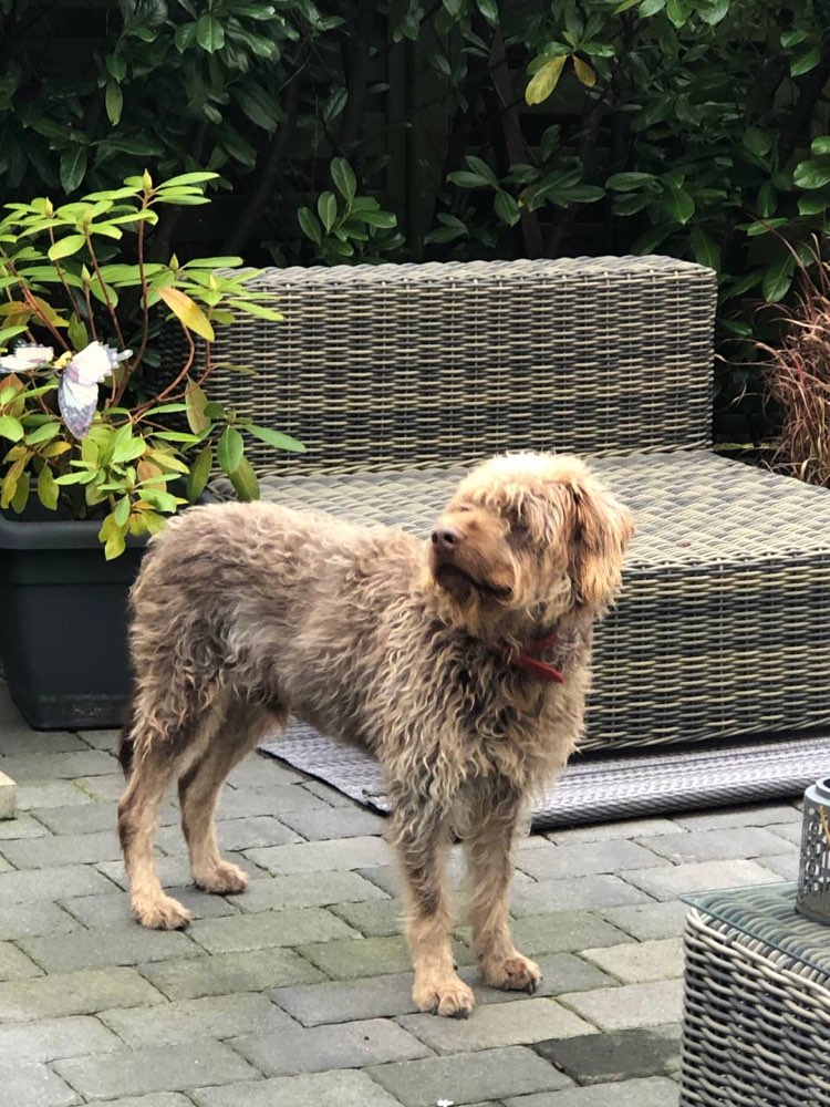 Suchmeldung-Bruno-Profilbild