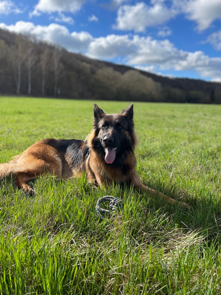 Hundetreffen-Spielpartner / Gassigehpartner-Profilbild