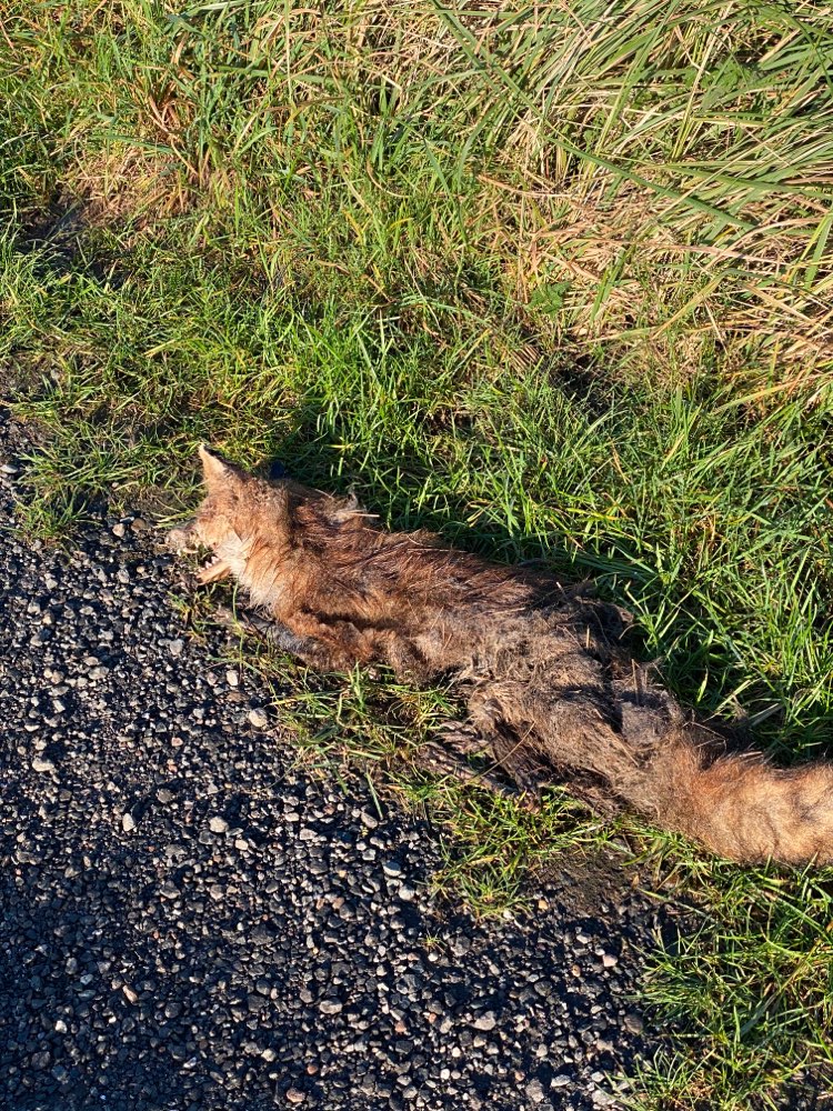 Giftköder-Tote Fuchs-Profilbild