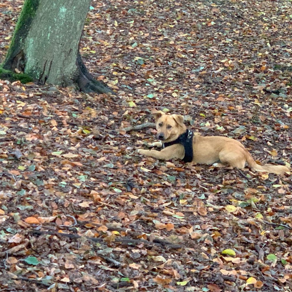 Hundetreffen-Spazierkumpel in Hiesfeld für Mittagsrunde-Profilbild