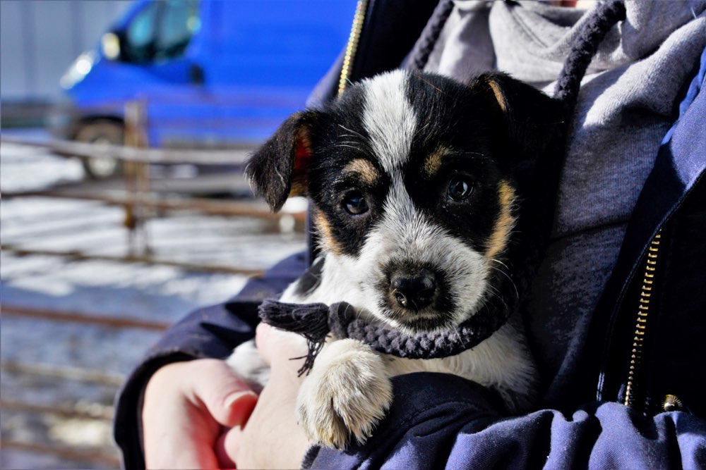 Hundetreffen-Welpentreffen-Profilbild