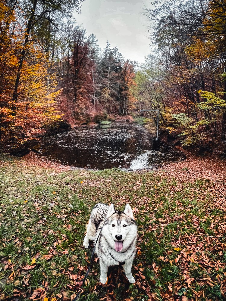 Hundetreffen-Nordische auf Tour-Profilbild