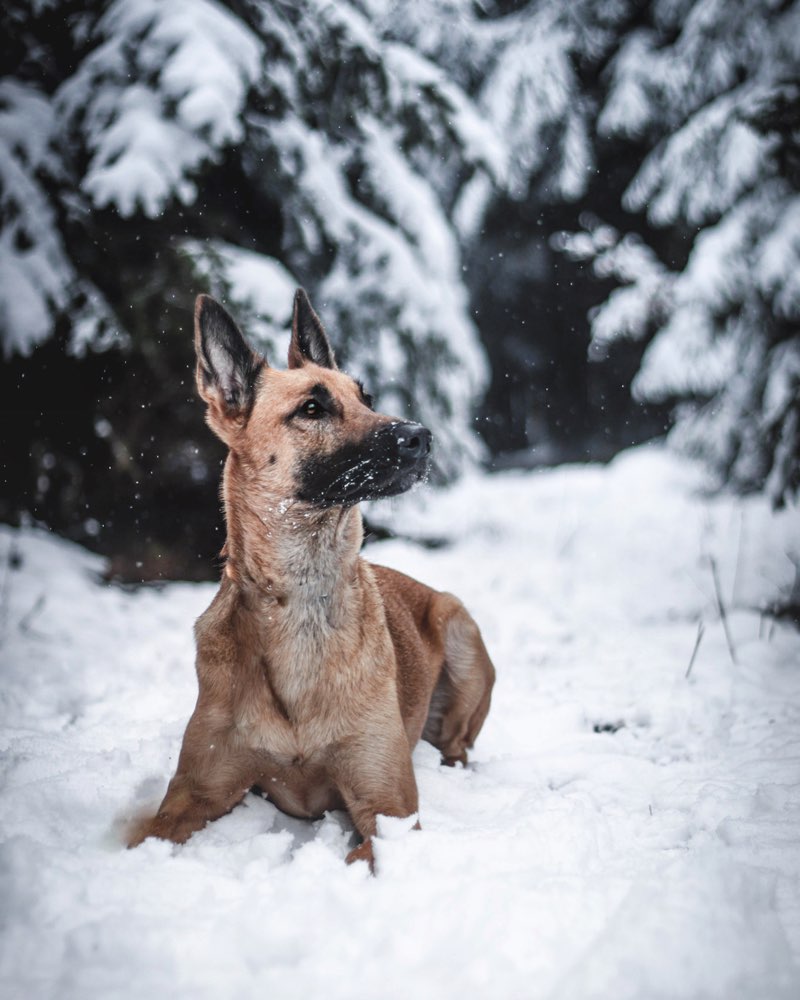 Hundetreffen-Fotoshooting-Profilbild