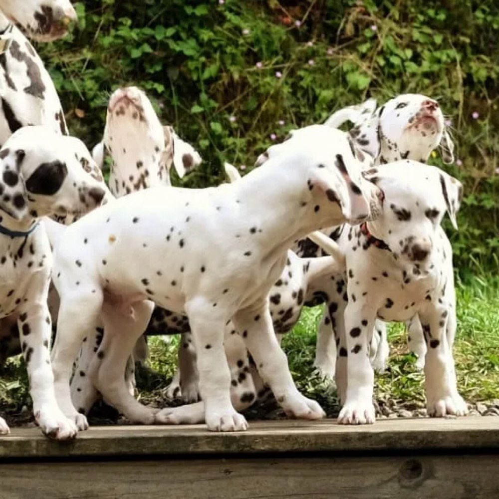 Hundetreffen-Welpentreffen-Profilbild