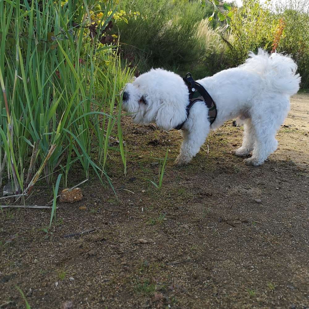 Hundetreffen-Kleine Hundefreunde in Holweide gesucht 😻-Profilbild