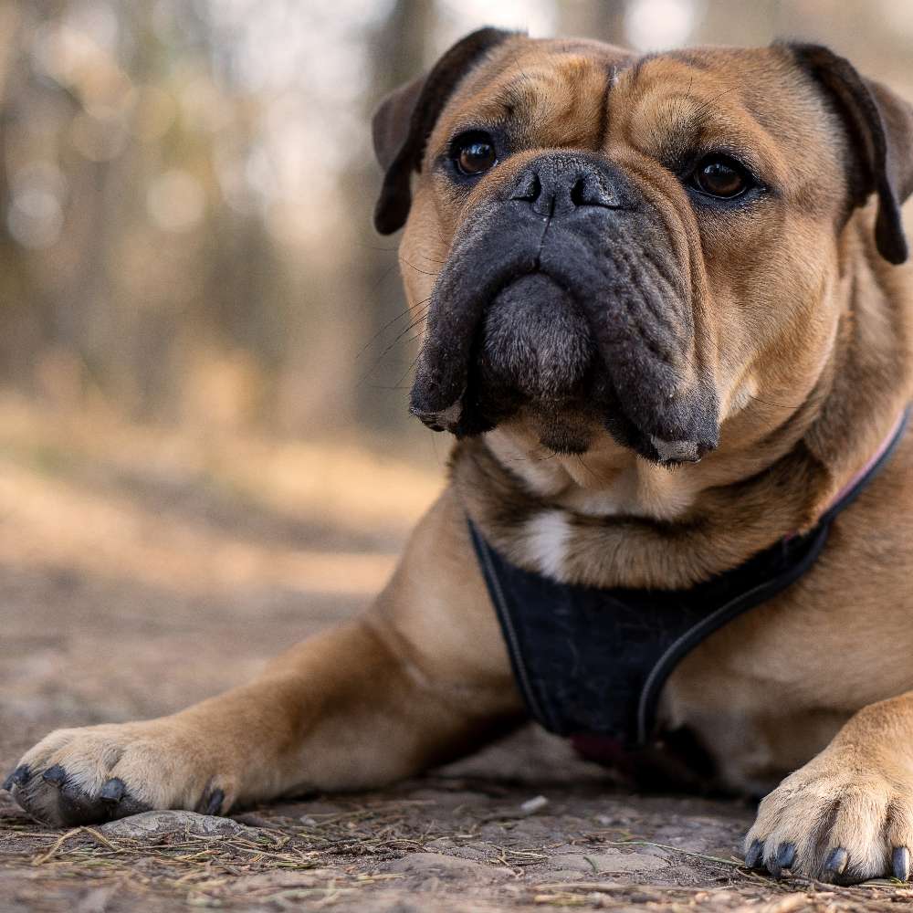 Hundetreffen-Gassirunde-Profilbild