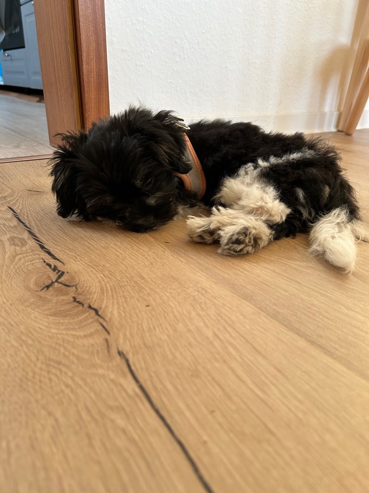 Hundetreffen-Welpentreff Grüna und Umgebung-Profilbild