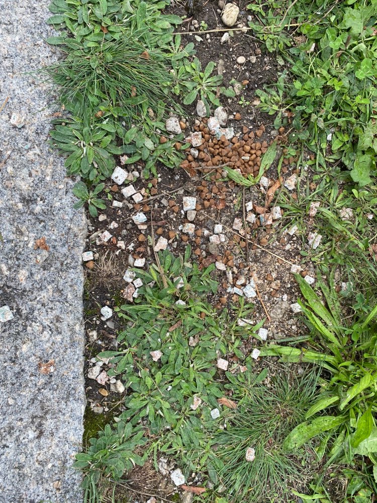 Giftköder-Möglicher Giftköder-Profilbild