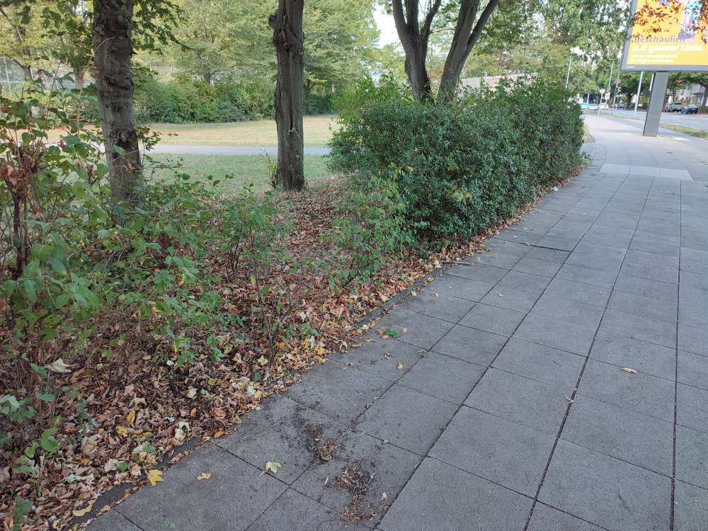 Giftköder-Ausgelegte Salami-Profilbild