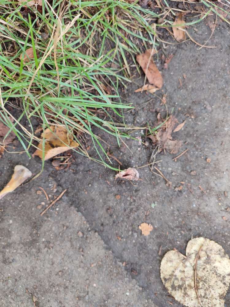 Giftköder-Hühnchenknochen-Profilbild