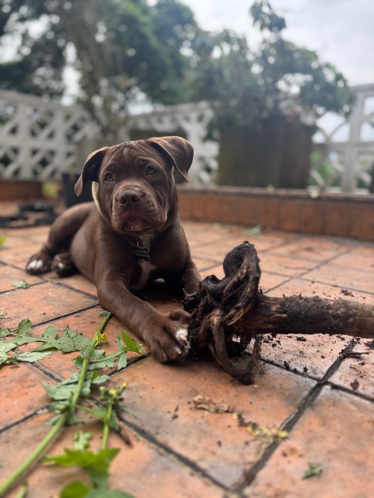 Hundetreffen-Spielrunde + Spaziergang-Profilbild