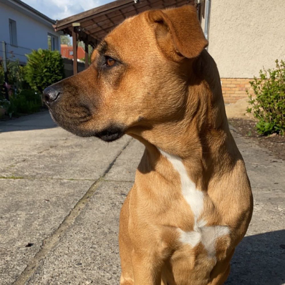 Hundetreffen-Spielfreunde gesucht-Profilbild