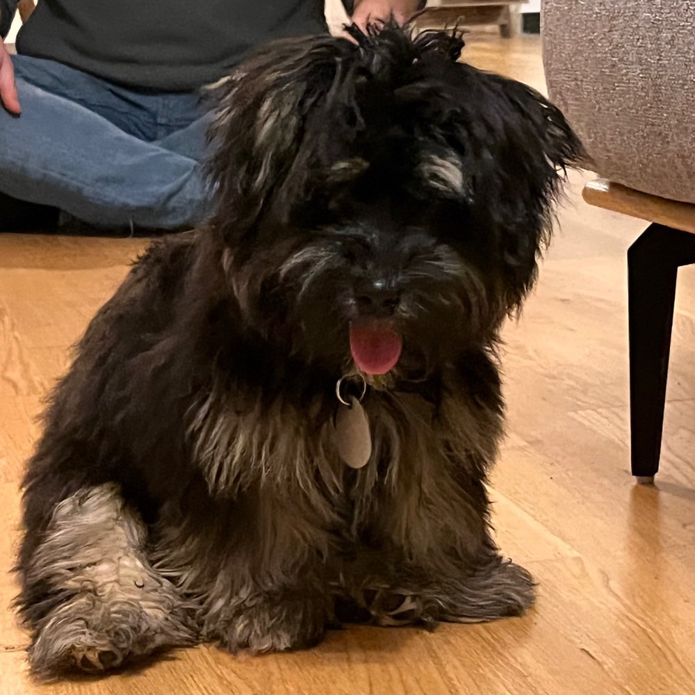 Hundetreffen-Spaziergang und Spielrunden im Essener Süden-Profilbild