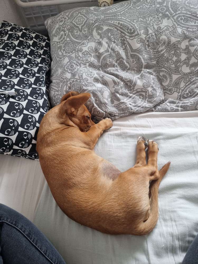 Hundetreffen-Suche Gassi-/Spielfreunde (Artgenossen kennenlernen)-Profilbild