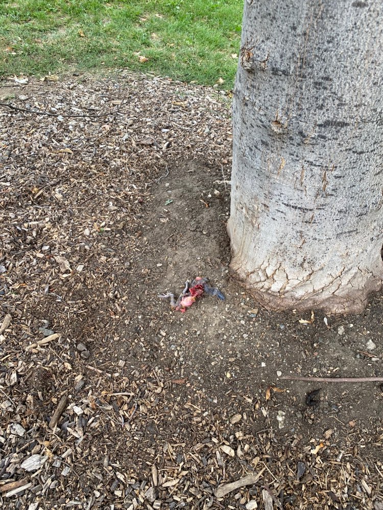 Giftköder-Toter Vogel / Kadaver-Profilbild