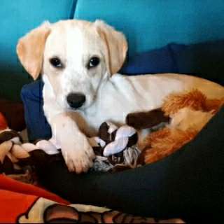 Hundetreffen-Welpen treffen-Profilbild