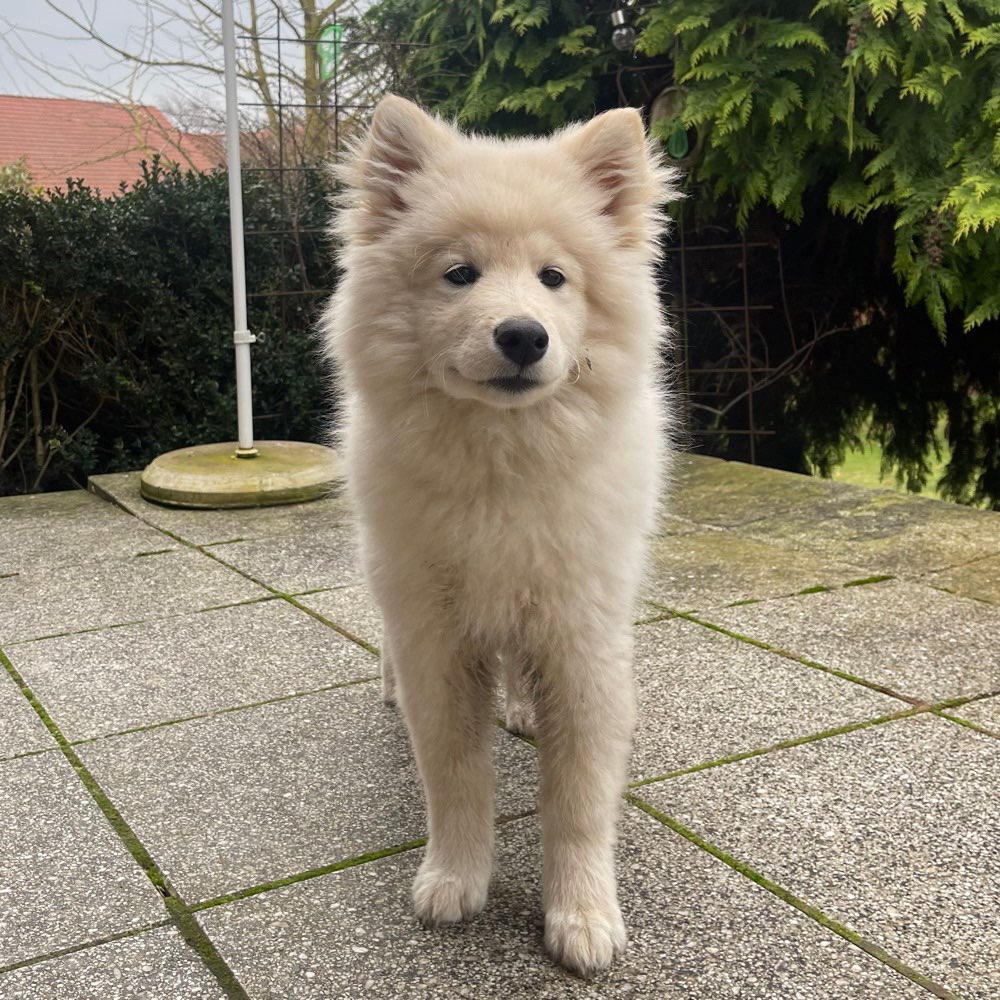 Hundetreffen-Suche Spielfreunde in Gliesmarode\ Querum/ Volkmarode-Profilbild