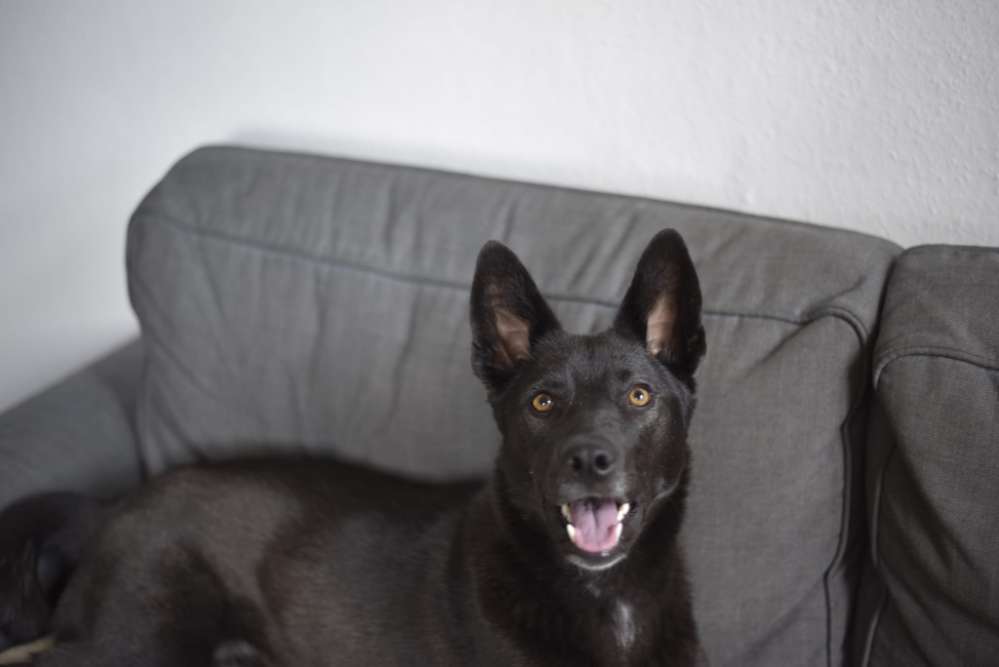 Hundetreffen-Hundefreunde gesucht-Profilbild