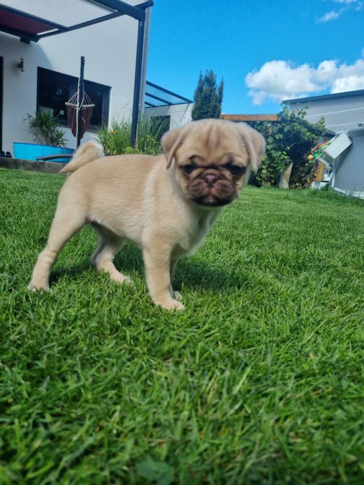 Hundetreffen-Welpentreff mit 10 Wochen alte mops Hündin-Profilbild